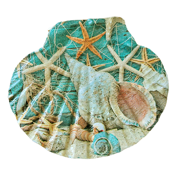 Sint Jacobsschelp zeesterren en schelpen - plat